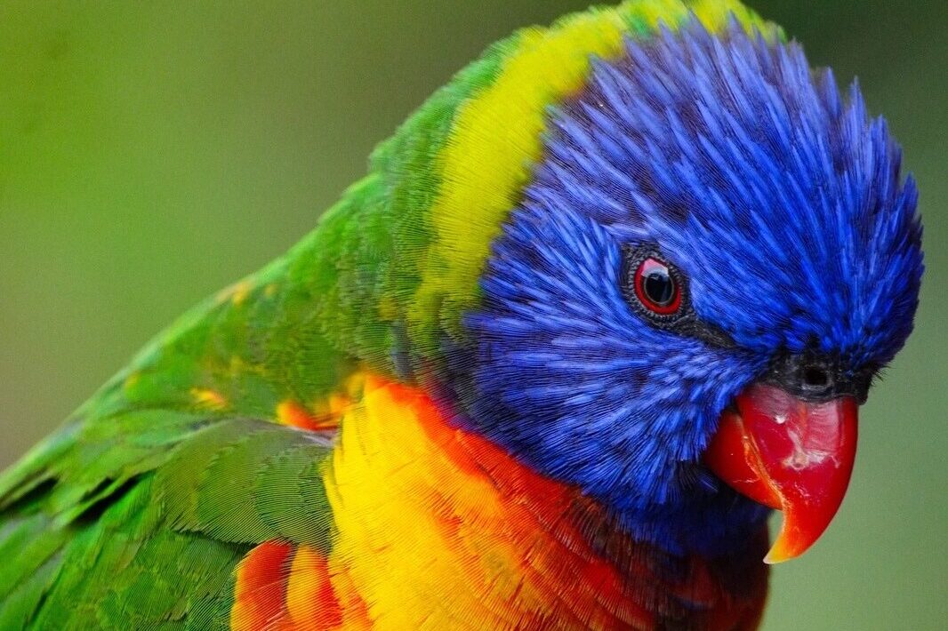 Vtáky: Chov vtákov v klietkach, starostlivosť o vtáky