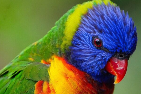 Vtáky: Chov vtákov v klietkach, starostlivosť o vtáky