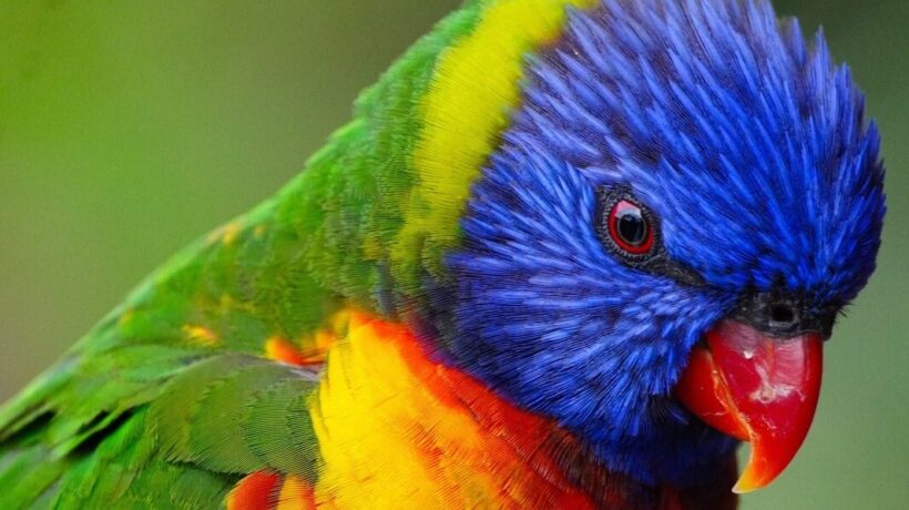 Vtáky: Chov vtákov v klietkach, starostlivosť o vtáky