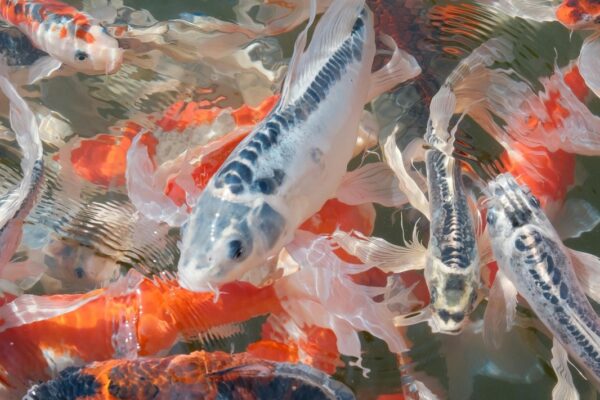 Rybičky: Akvárium, výber rýb, starostlivosť o akvárium