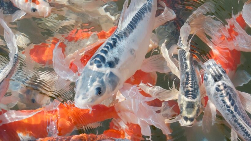 Rybičky: Akvárium, výber rýb, starostlivosť o akvárium