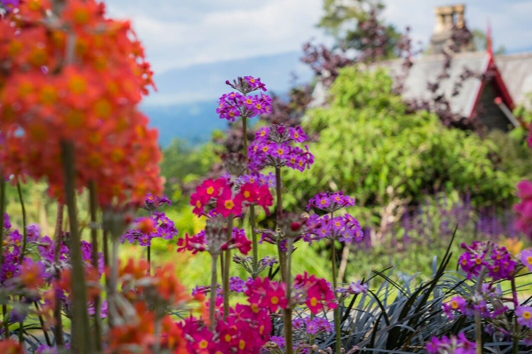 Zalievanie rastlín: Ako správne zalievať, kedy a koľko