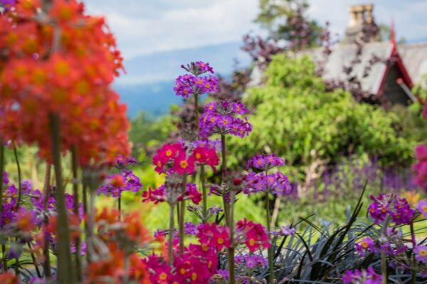 Zalievanie rastlín: Ako správne zalievať, kedy a koľko