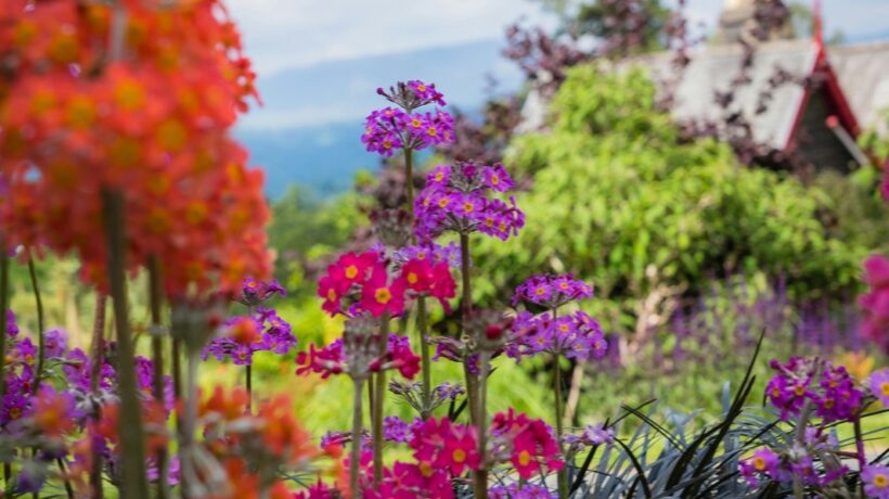 Zalievanie rastlín: Ako správne zalievať, kedy a koľko