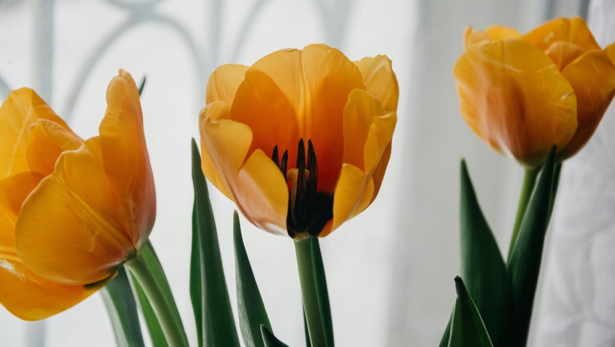 Funkcionalizmus: Forma sleduje funkciu