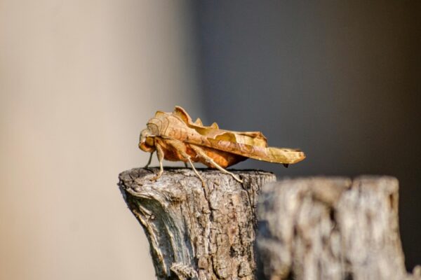 Kino a audiovizuálna kultúra: Distribúcia a recepcia