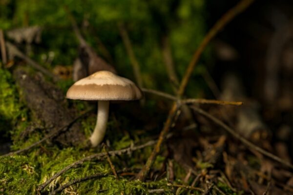 Elektronická hudba: Žánre, syntéza a produkcia