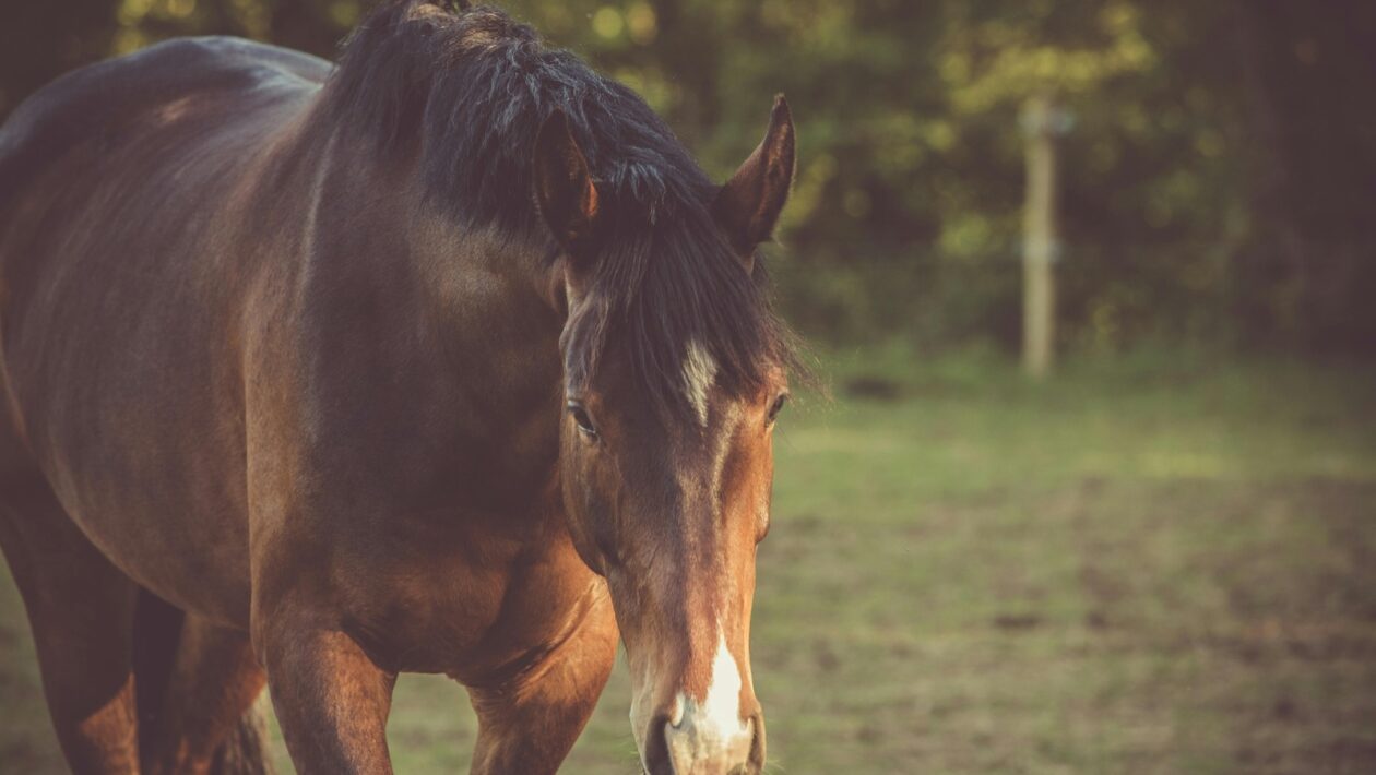 Husle a sláčikové nástroje: Technika, údržba a repertoár