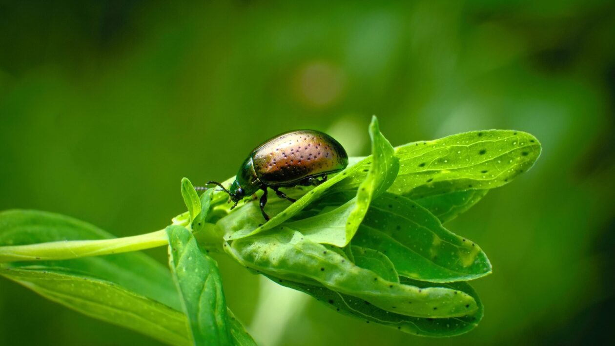 Slovenčina v médiách a digitálnom prostredí: Jazykové javy a vplyv technológií