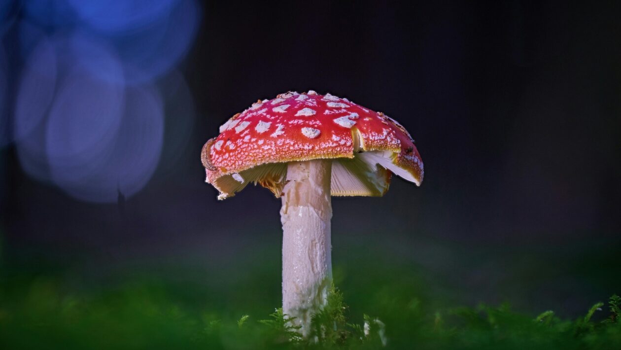 Mestské festivaly a verejný priestor: Sociálny a kultúrny dopad