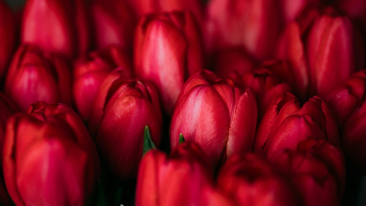 Techniky grafického umenia: Rytina, lept a sieťotlač ako médiá vizuálneho výrazu