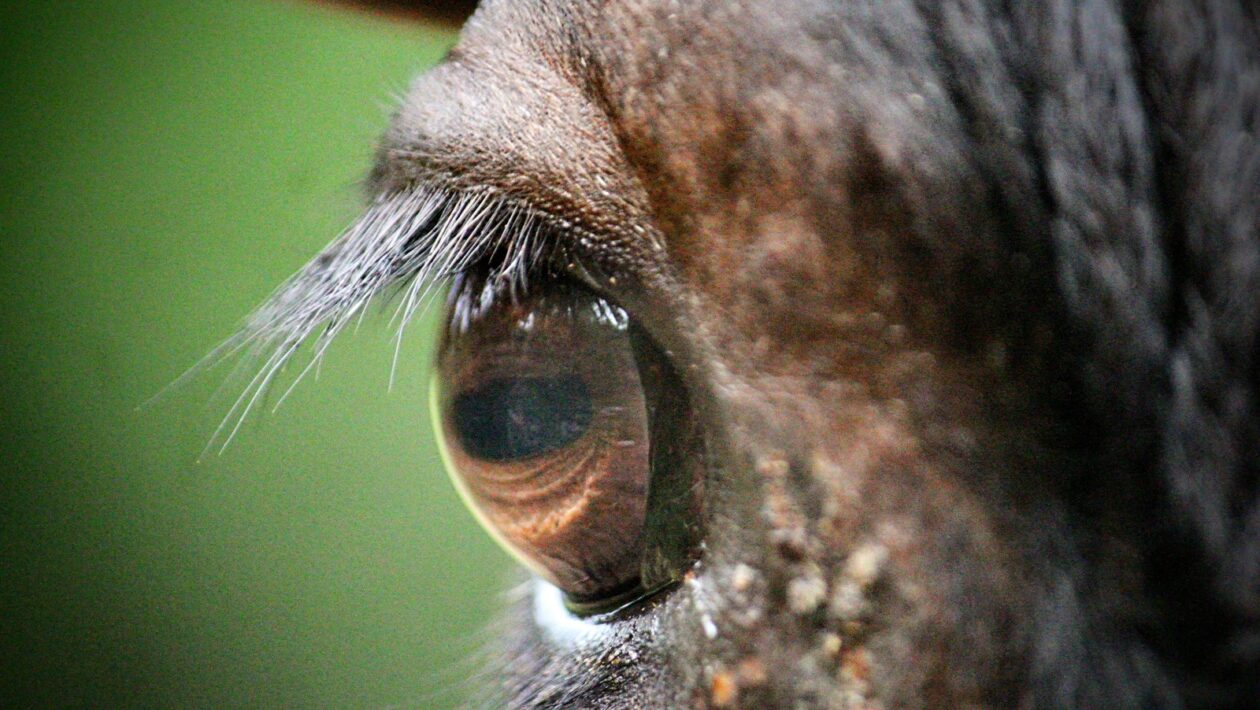 Slovenské a české brutalistické stavby: Dedičstvo a kontroverzie