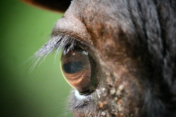 Slovenské a české brutalistické stavby: Dedičstvo a kontroverzie