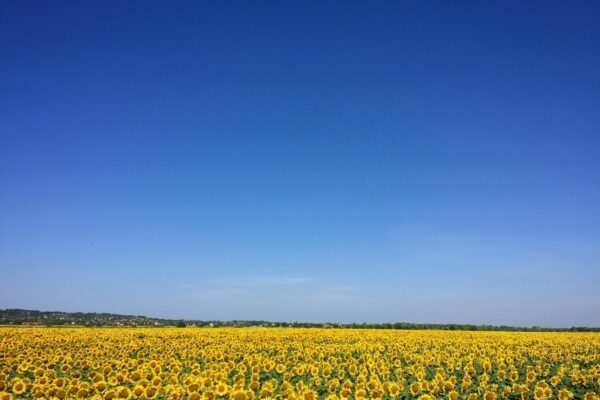 Funkčnosť a estetika v každodenných predmetoch: Dizajnérske myslenie