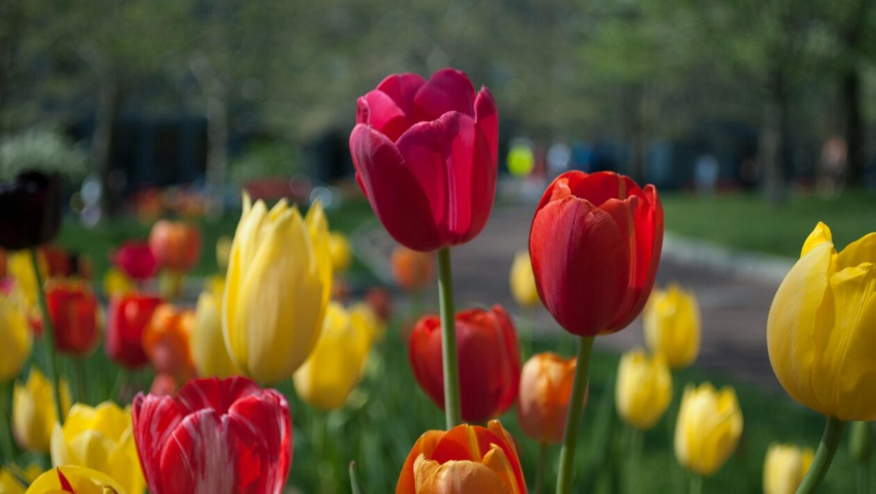 Ikony industriálneho dizajnu 20. storočia: Kľúčové produkty a tvorcovia