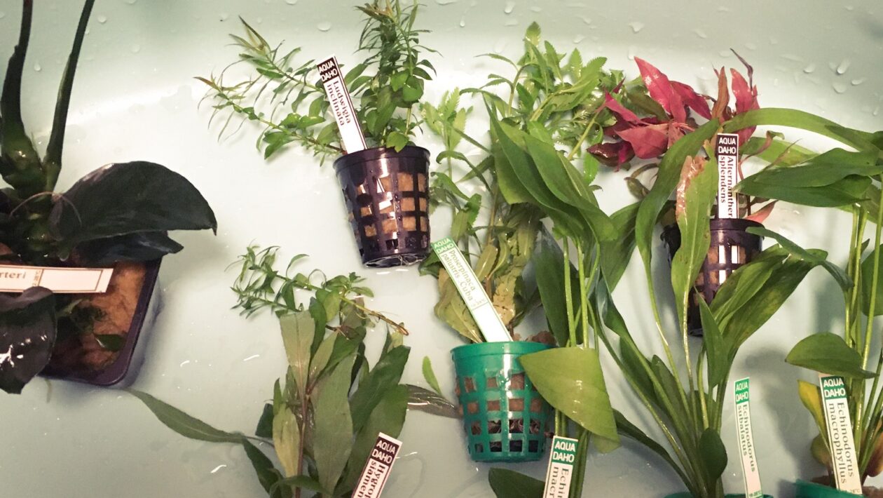 Moderné rezbárske diela a inštalácie: Drevo ako súčasné médium