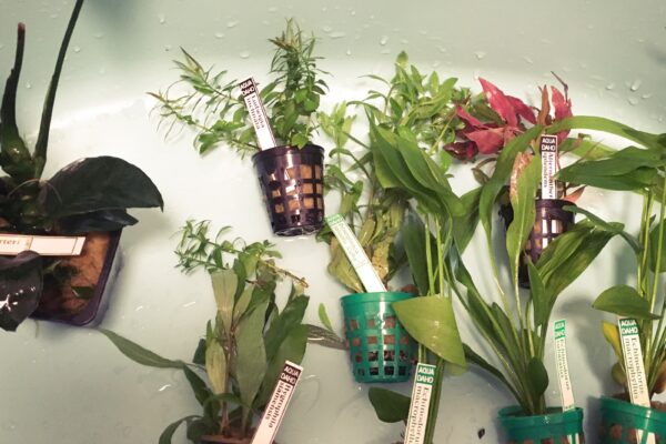 Moderné rezbárske diela a inštalácie: Drevo ako súčasné médium