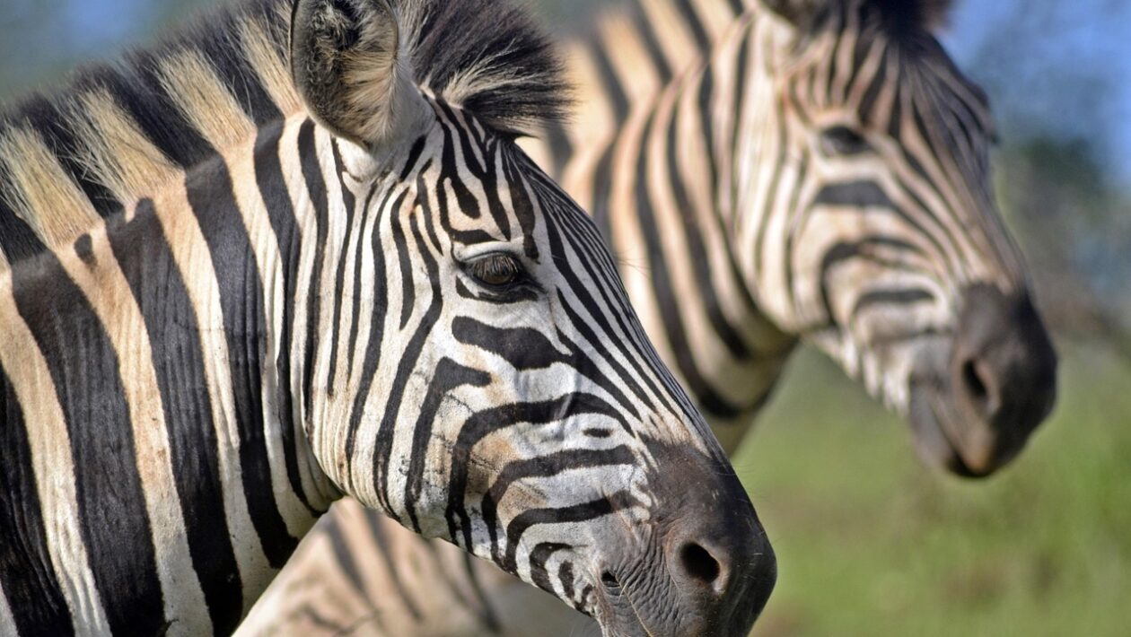 Divadelné tradície na Slovensku: Od ochotníckych spolkov k profesionálnym scénam