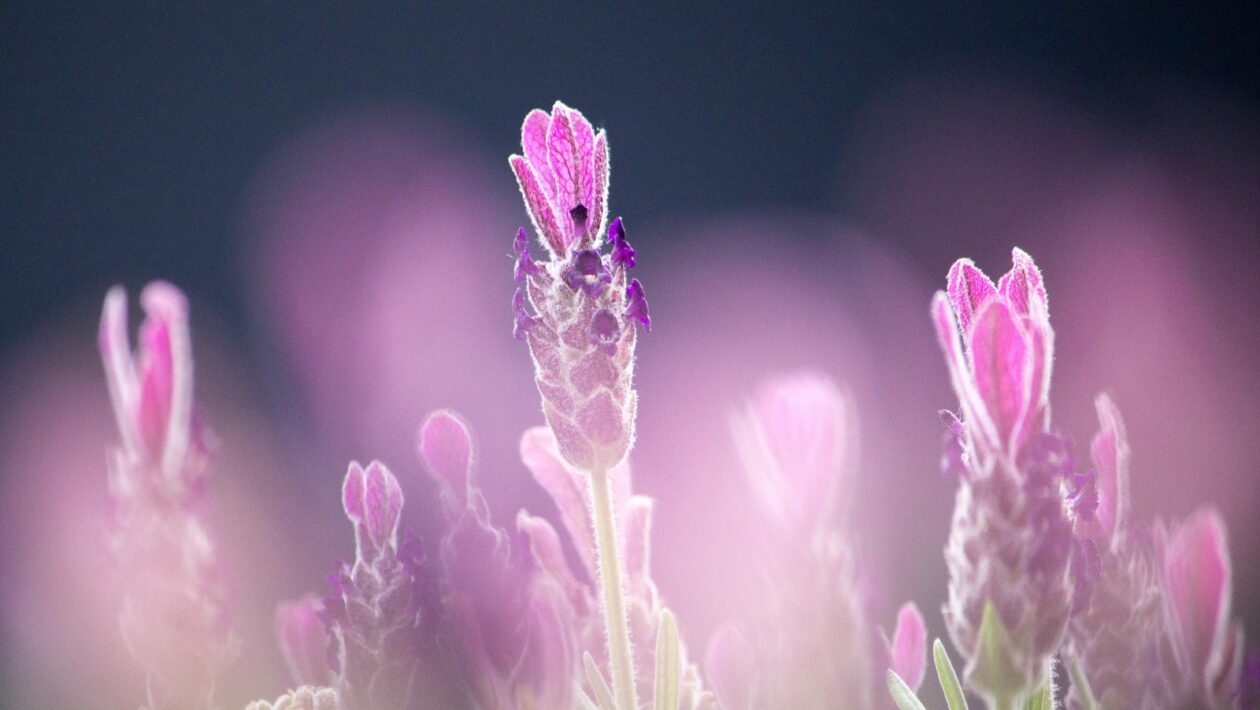 Hudobné divadlo a muzikál ako žáner: Spojenie hudby, tanca a drámy