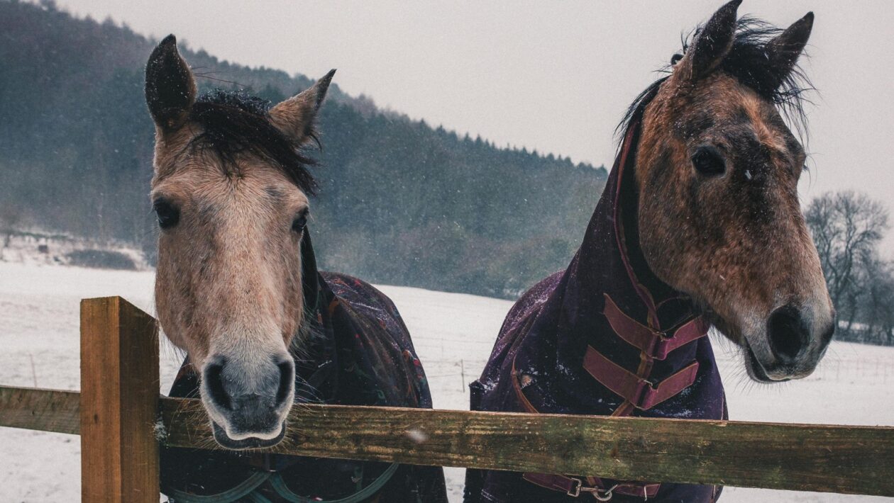 Rocková subkultúra a festivaly: Komunita, móda a životný štýl