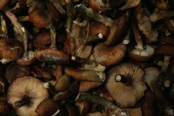 Rytmus, rým a flow v rapovej tvorbe: Technika vokálneho prejavu