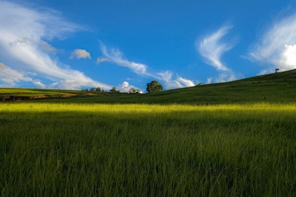 Slovenský a český rap: Tvorcovia a smery - komparácia lokálnych scén
