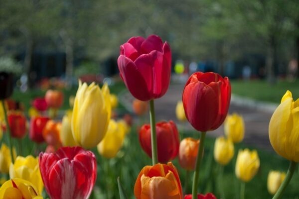 Princípy talianskej gastronómie a regionálnych rozdielov: Terroir a autenticita