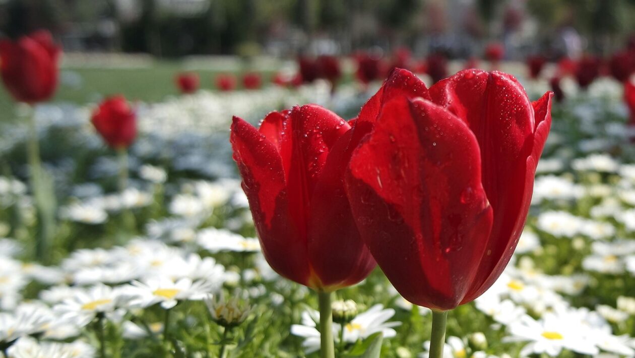 Pravidlá formálneho stolovania: Etiketa a diplomacia pri jedle