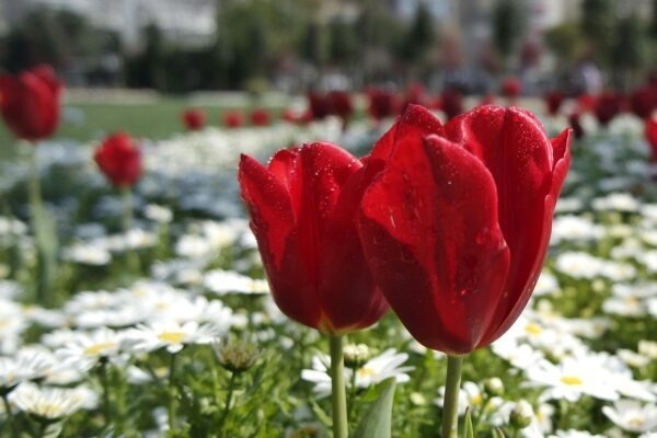 Pravidlá formálneho stolovania: Etiketa a diplomacia pri jedle