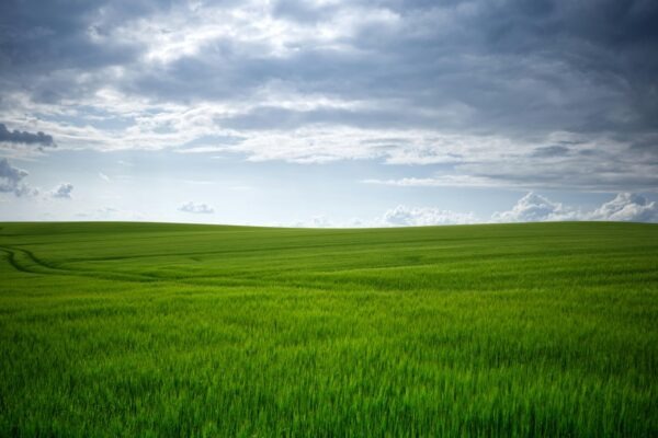 Remeselné pivovary a pivné festivaly: Obnova tradície a inovácie