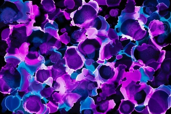 Jazyková zdvorilosť a argumentácia: Stratégie presviedčania a interakcie