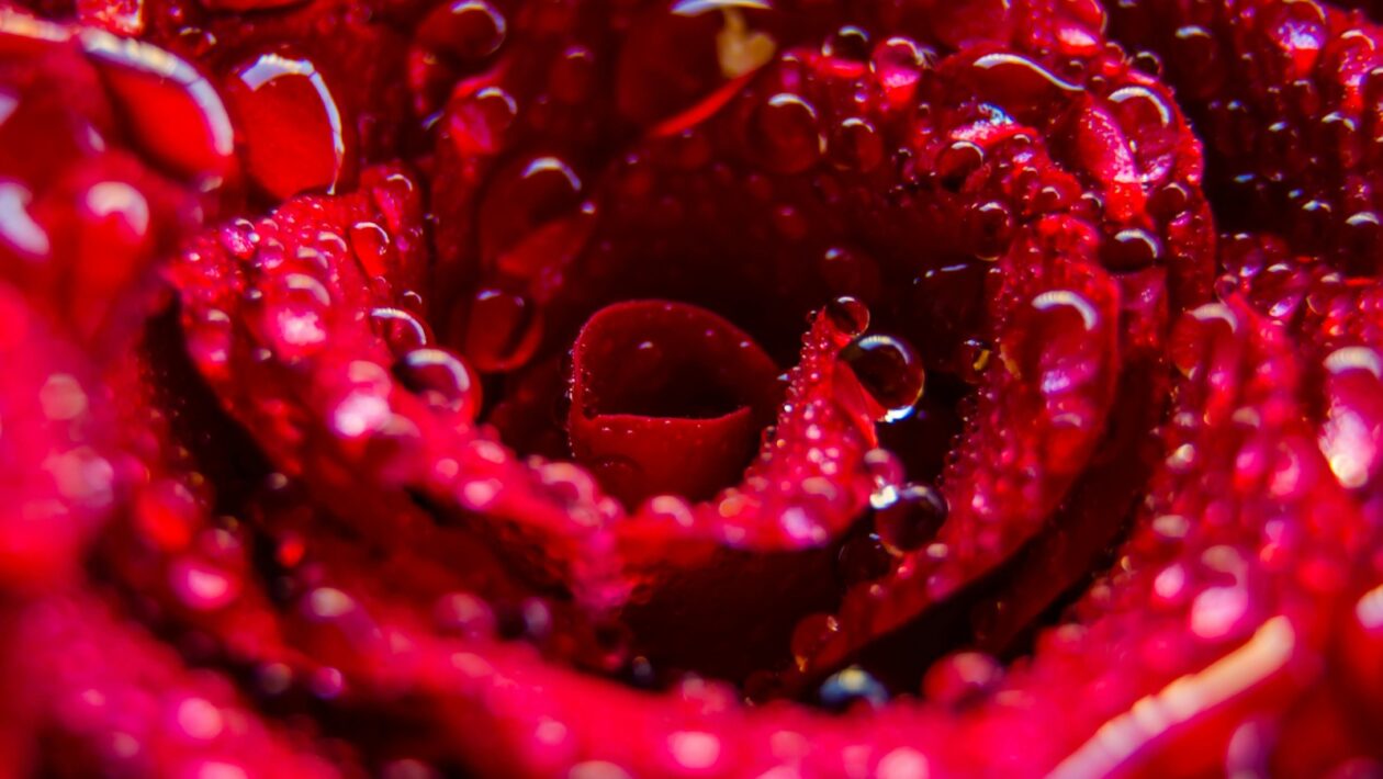 Jozef Gregor Tajovský a spoločenská dráma: Kritika vidieka a mestského života