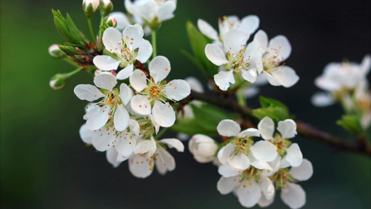 Grécka tragédia a filozofia života: Sofokles, Aischylos a dráma osudu