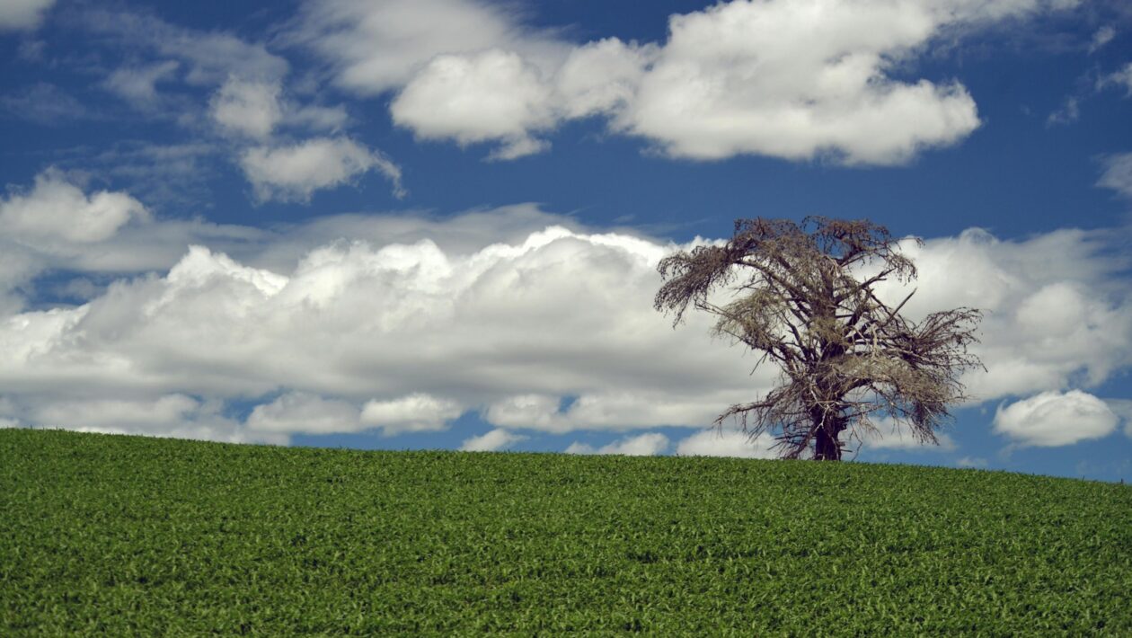 Humanizmus a návrat k antickým ideálom: Obrodenie človeka a vzdelania