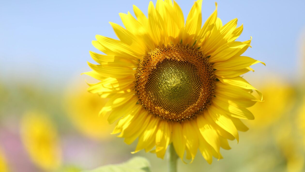 Predstavitelia európskeho baroka: Góngora, Marino, Gryphius – štylistická virtuozita