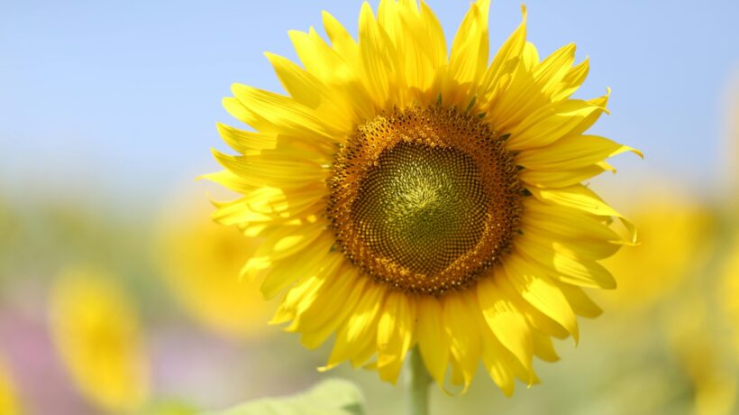 Predstavitelia európskeho baroka: Góngora, Marino, Gryphius – štylistická virtuozita