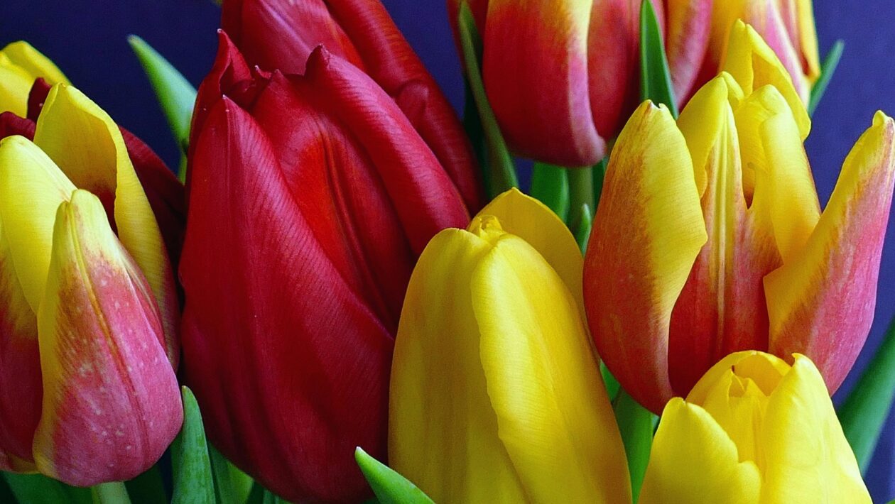 Romantizmus ako kultúrna revolta proti racionalizmu: Dôraz na emócie a intuíciu