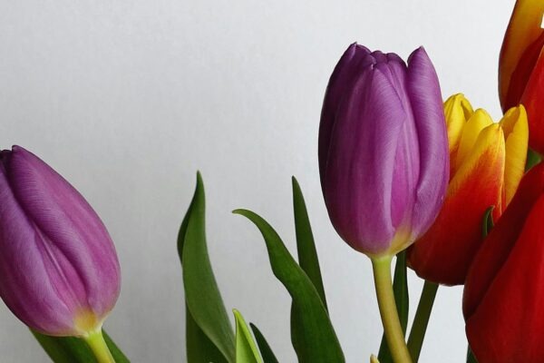 Realistický obraz spoločnosti v 19. storočí: Žáner, téma a kritická funkcia