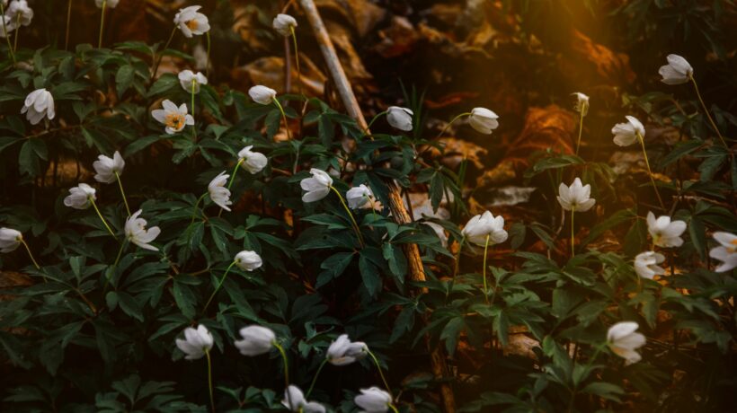 Symbolizmus: Jazyk metafor a vnútorného sveta – zmysly a duša