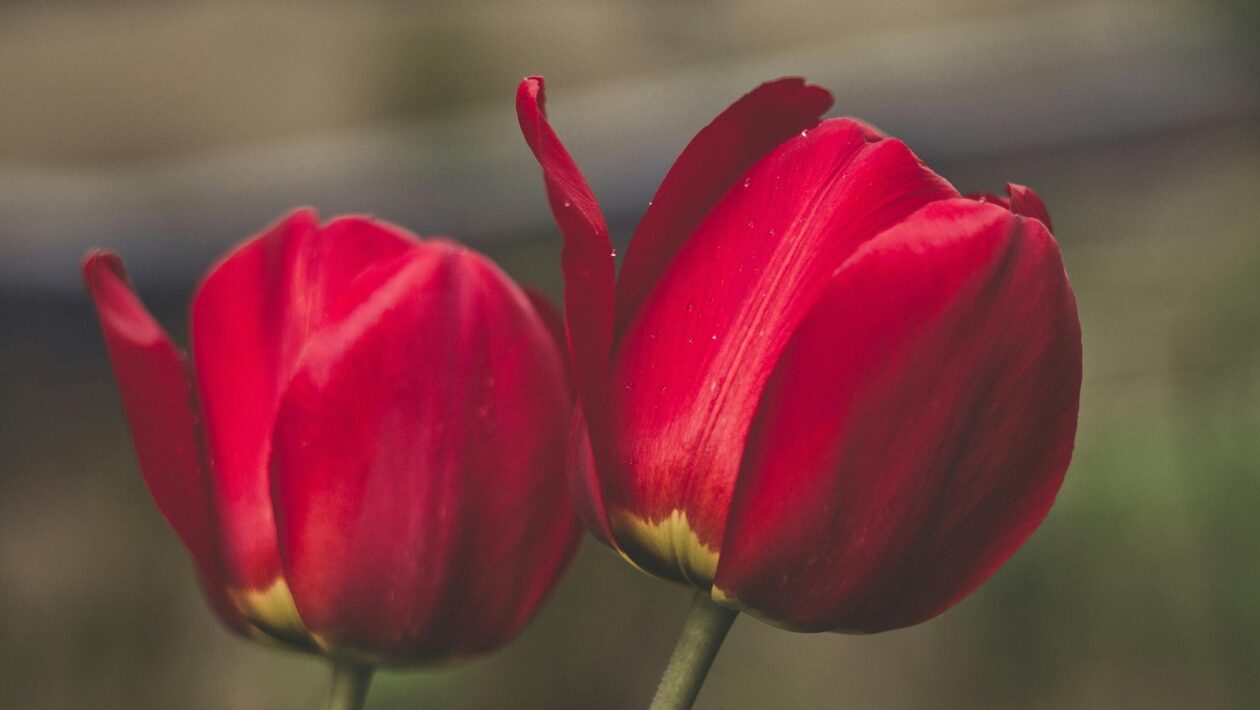 Severské mýty a ich literárne spracovanie: Edda, ságy a ich kultúrny odkaz